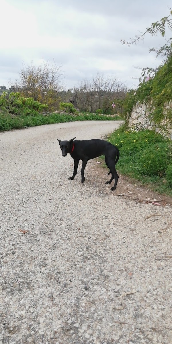 Jpi - Estuques, Lda. foto 2