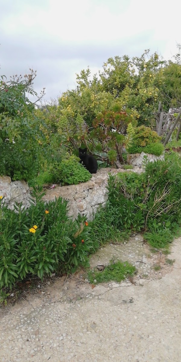 Jpi - Estuques, Lda. foto 9