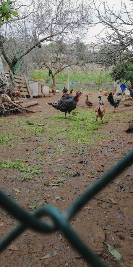 Jpi - Estuques, Lda. foto 10